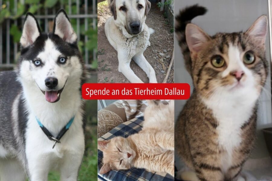 Wir spenden an das Tierheim Dallau