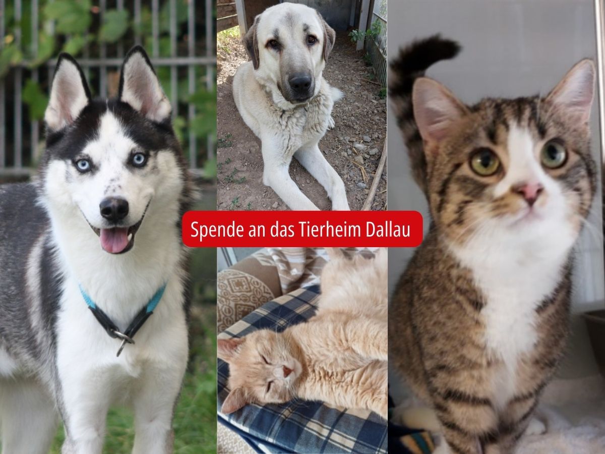 Wir spenden an das Tierheim Dallau